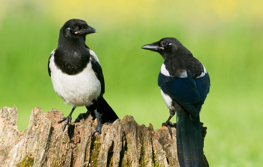 How Long Do Baby Magpies Stay with Their Parents
