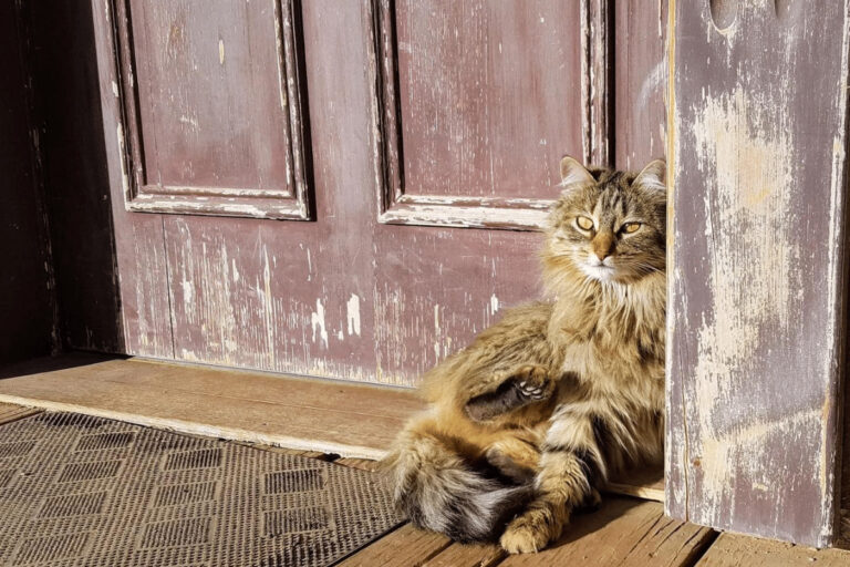 Will My Cat Come Back if I Let Him Out? Exploring the Feline Wanderlust
