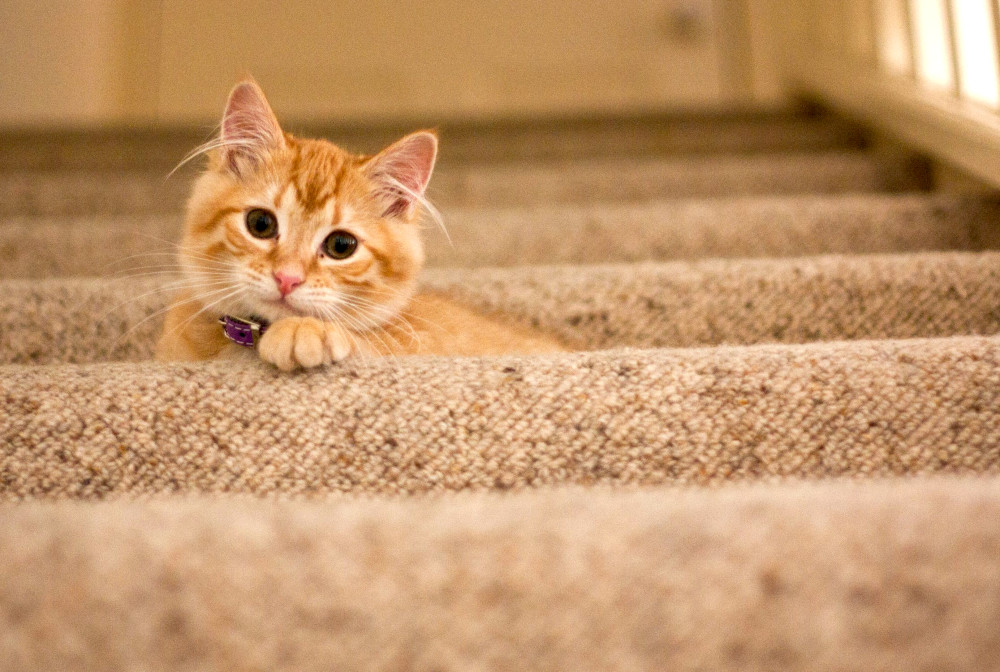 Proven Strategies for Finding Your Missing Cat