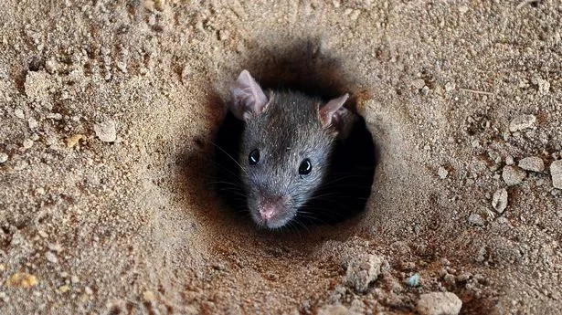 Can I Put Rat Poison Down A Rat Hole? 