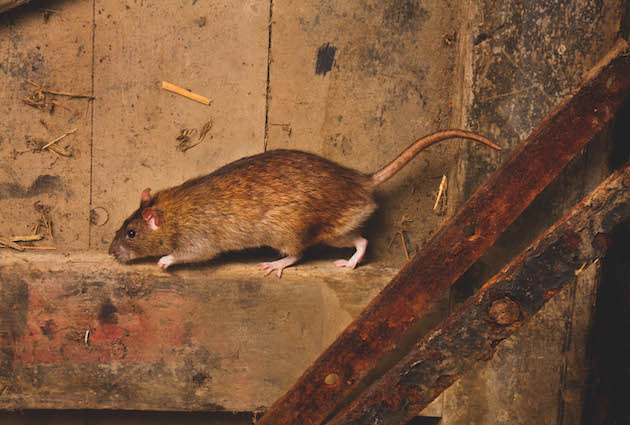 Different types of rat poisons available in the market