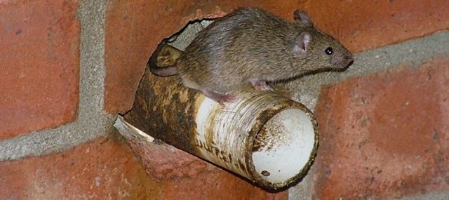 What are the potential risks and safety concerns associated with using rat poison