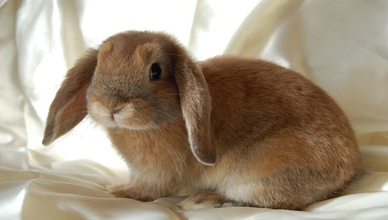 Lifespan Of A Mini Lop Rabbit