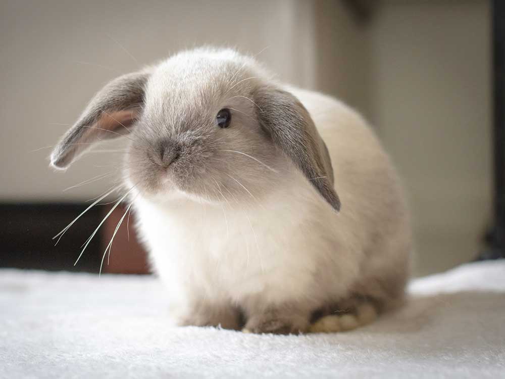 What Are the Key Facts You Need to Know About Mini Lop Rabbits